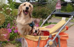 わんこといっしょE5903