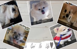 つきいちごはんN5907