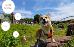 我が家のオリコーギーO5909