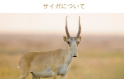 キクチ